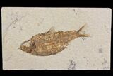 Fossil Fish (Knightia) - Wyoming #150671-1